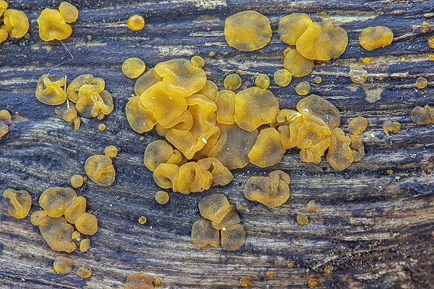 slzovec Dacrymyces sp.