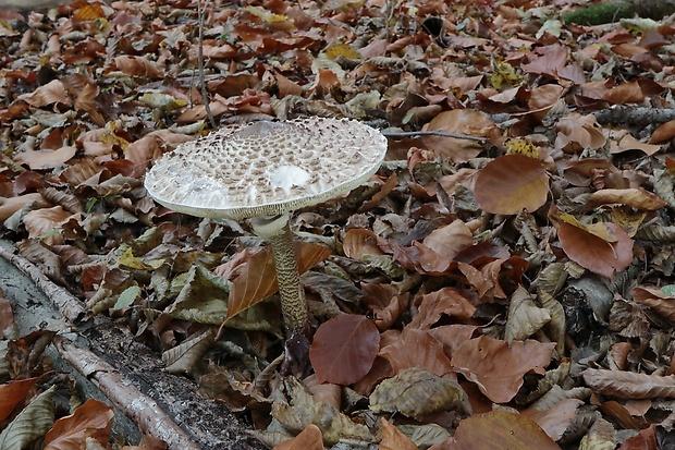 bedľa vysoká Macrolepiota procera (Scop.) Singer