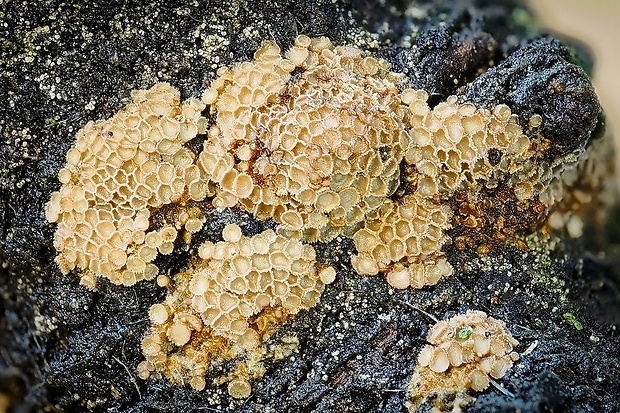 padrobnica Merismodes sp.