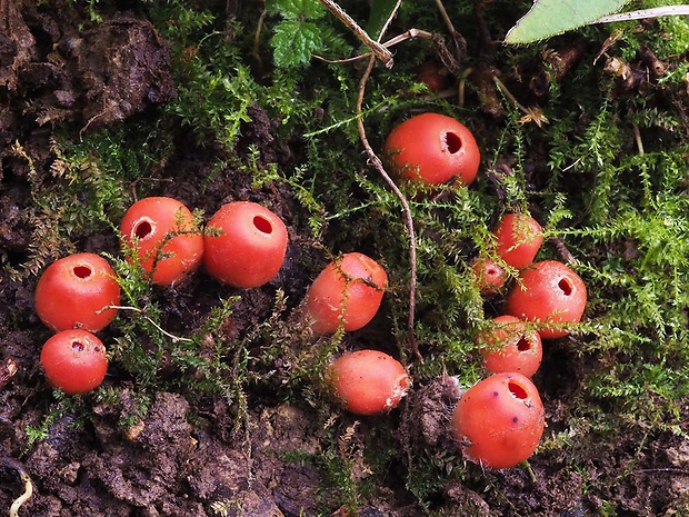 ohnivček zimný Microstoma protractum (Fr.) Kanouse