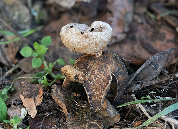 mnohokrčka dierkovaná Myriostoma coliforme (Dicks.) Corda