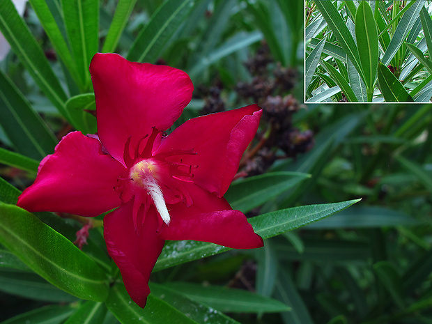 oleander obyčajný Nerium oleander