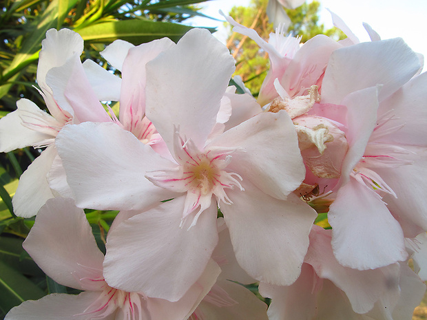 oleander obyčajný Nerium oleander