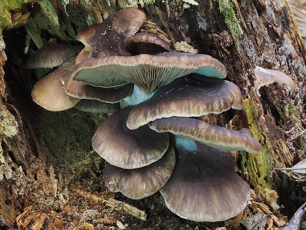 hliva ustricovitá Pleurotus ostreatus (Jacq.) P. Kumm.