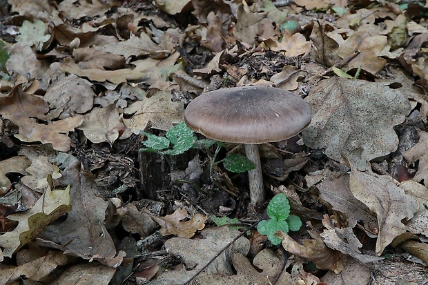 štítovka Pluteus sp.