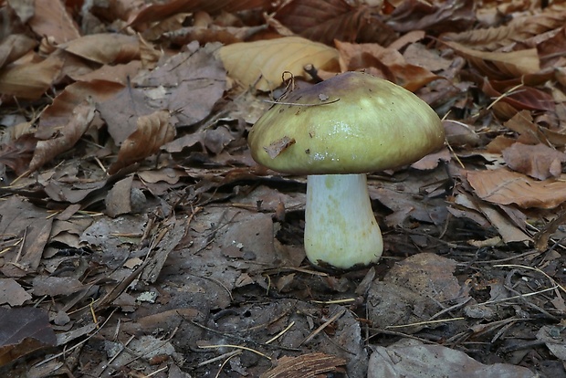 plávka Russula sp.