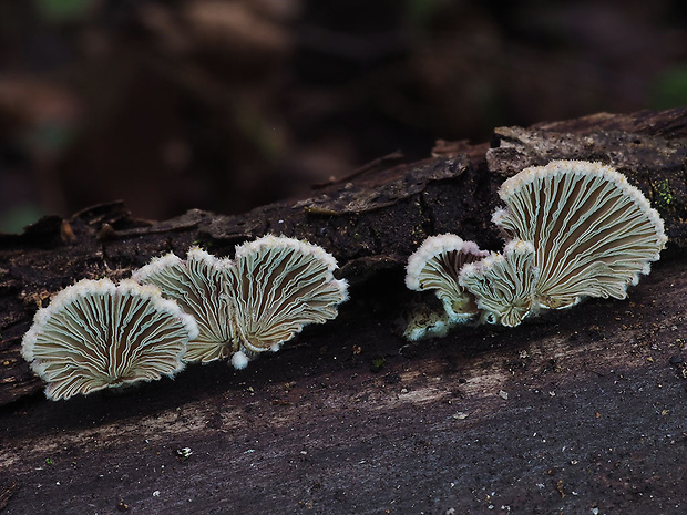 klanolupeňovka obyčajná Schizophyllum commune Fr.