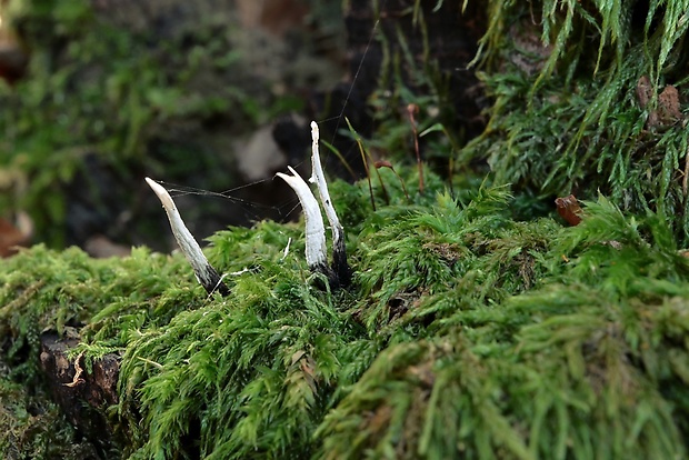 drevnatec parohatý Xylaria hypoxylon (L.) Grev.