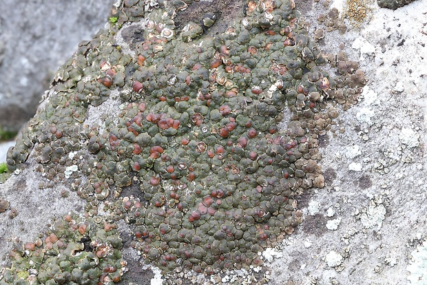 mnohospórovka Acarospora cervina (Ach.) A. Massal.