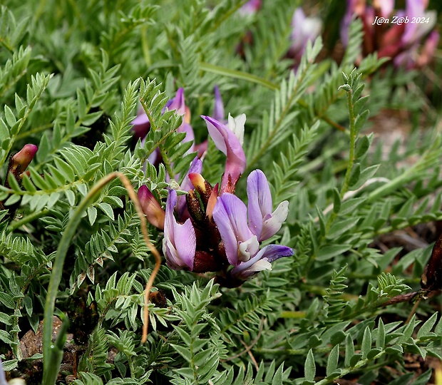 kozinec Astragalus masenderanus Bunge