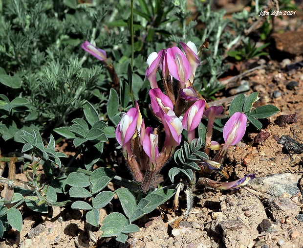 kozinec Astragalus petraeus Kar. & Kir.