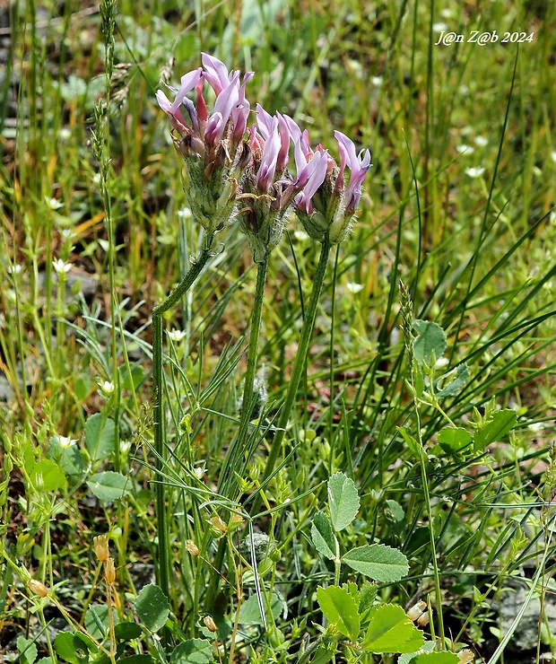 kozinec Astragalus platyphyllus Kar. & Kir.