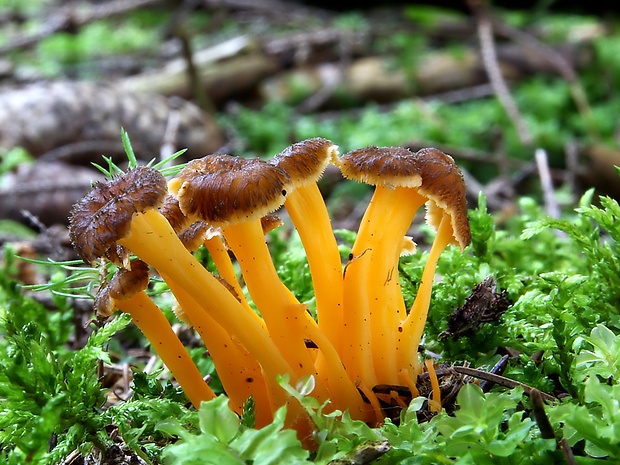 kuriatko žltohnedé Cantharellus lutescens Fr.