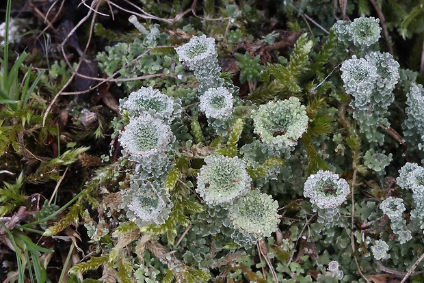 dutohlávka maďarská Cladonia magyarica Vain. ex Gyeln.