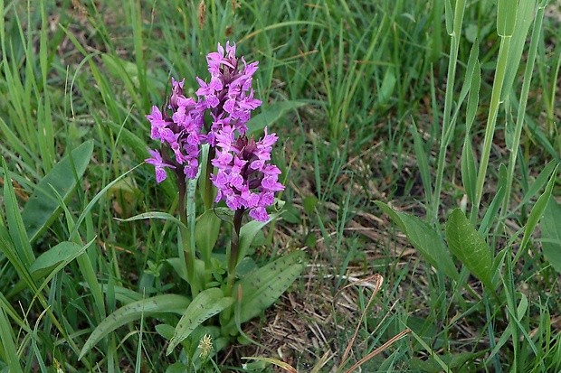 vstavačovec májový pravý Dactylorhiza majalis subsp. majalis (Reincherb.) Hunt & Summerh.