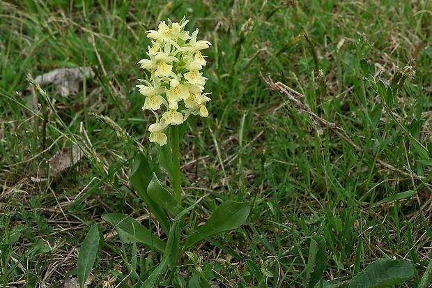 vstavačovec bazový Dactylorhiza sambucina (L.) Soó