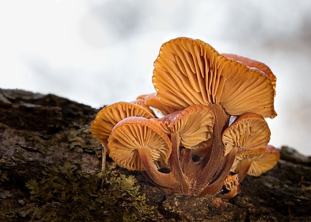 plamienka Flammulina sp.