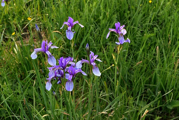 kosatec sibírsky Iris sibirica L.