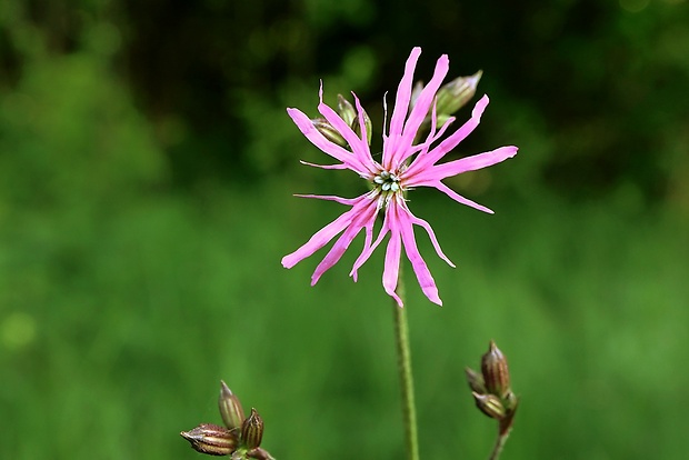 kukučka lúčna Lychnis flos-cuculi L.