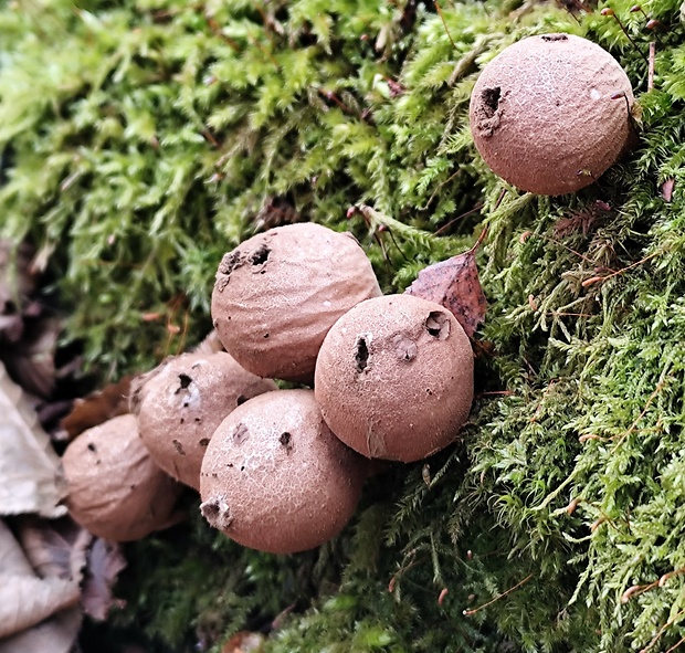 prášnica hruškovitá Lycoperdon pyriforme Schaeff.