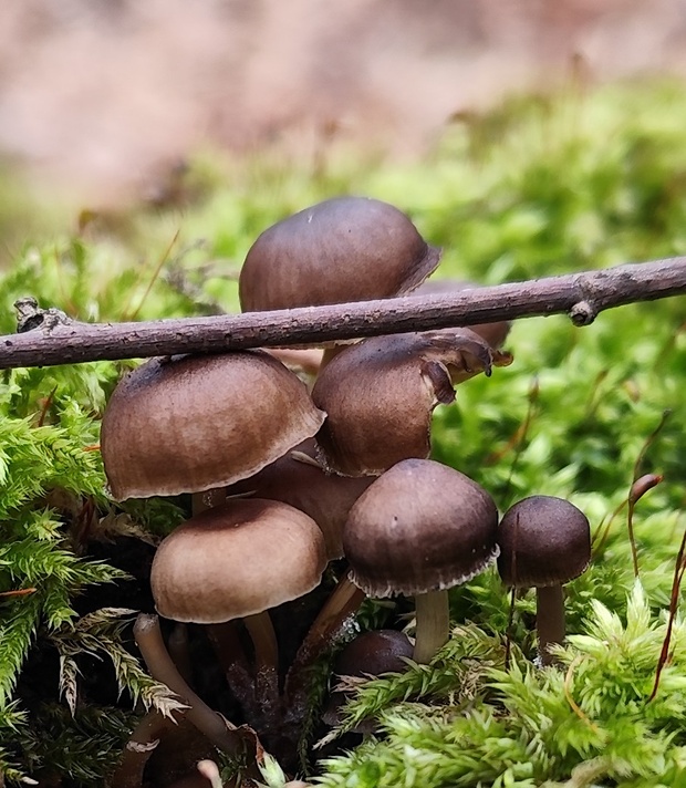 prilbička hnedosivá Mycena tintinnabulum (Paulet) Quél.