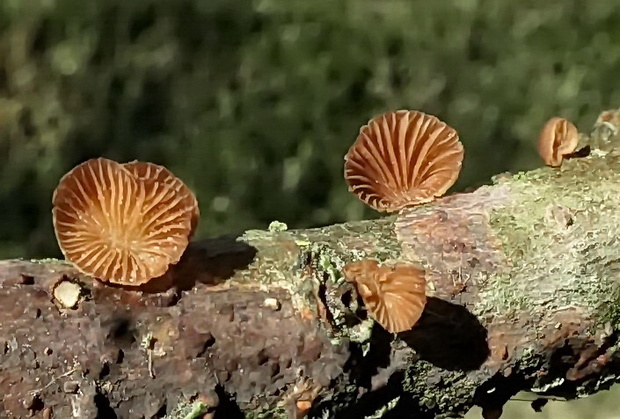 pňovka zimná Panellus ringens (Fr.) Romagn.