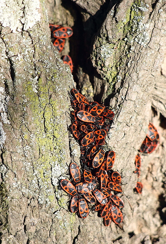 cifruša bezkrídla Pyrrhocoris apterus