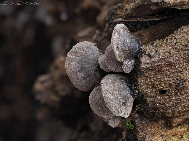 lastúrnik chlpatý Resupinatus trichotis (Pers.) Singer