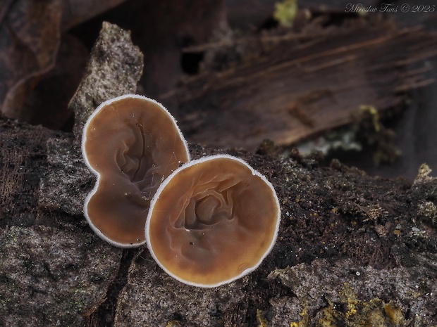 škľabka plstnatá Schizophyllum amplum (Lév.) Nakasone