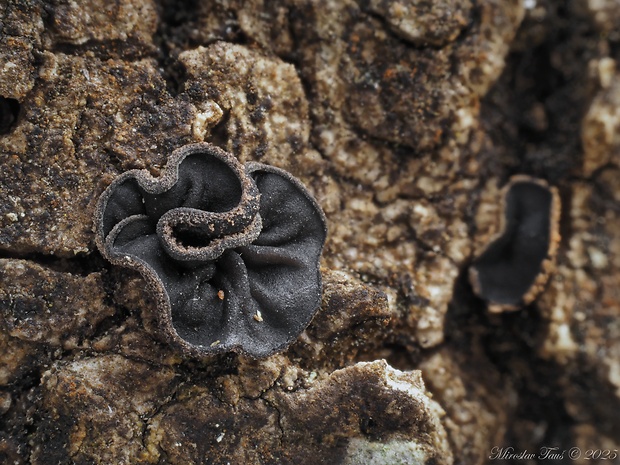 dutinovka Sclerencoelia sp.