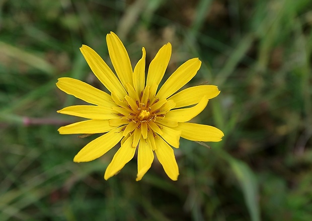 kozobrada lúčna Tragopogon pratensis L.