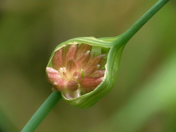 cesnak planý Allium oleraceum L.