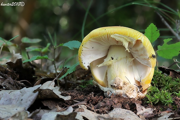 muchotrávka cisárska Amanita caesarea (Scop.) Pers.