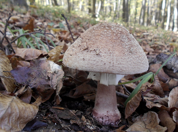 muchotrávka červenkastá Amanita rubescens Pers.