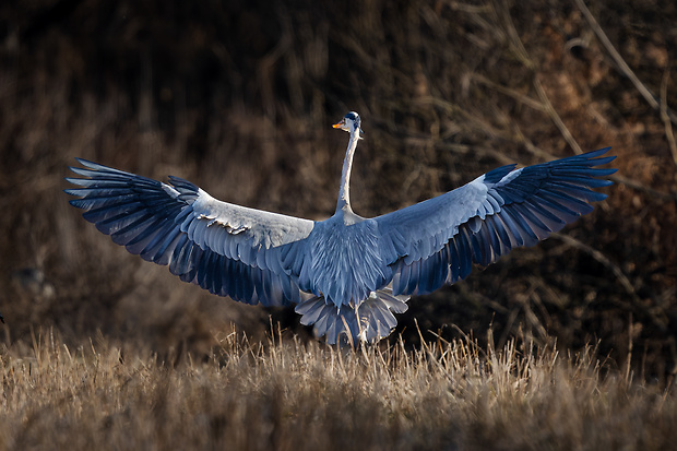 volavka popolavá Ardea cinerea