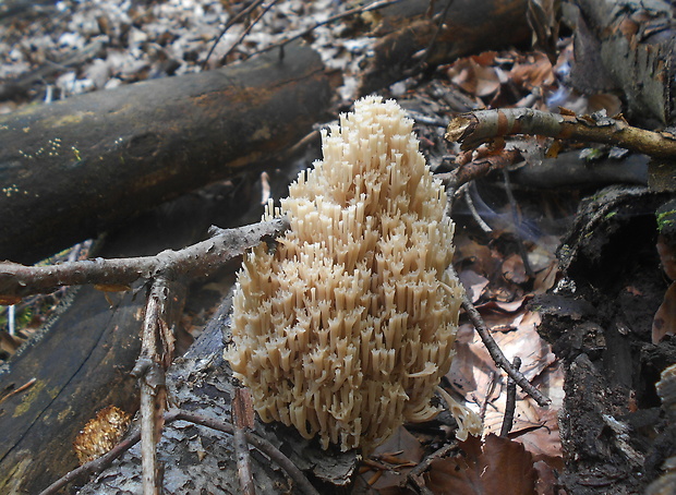 korunovec svietnikovitý Artomyces pyxidatus (Pers.) Jülich