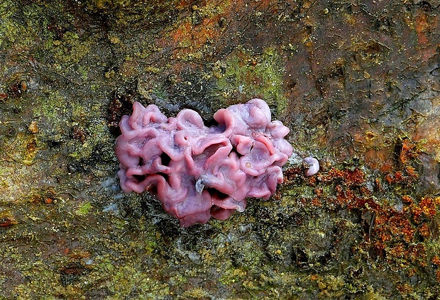 vrtidlovka Ascocoryne sp.