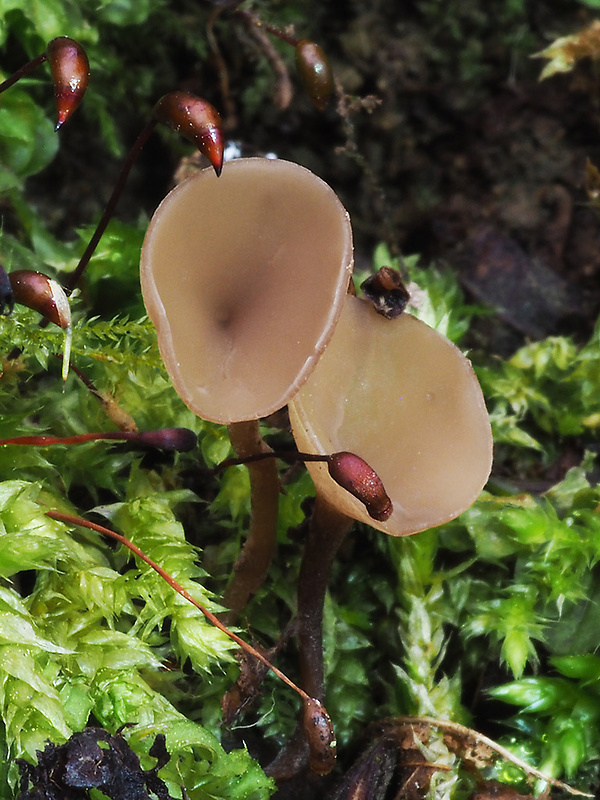 jahňadka Ciboria sp.