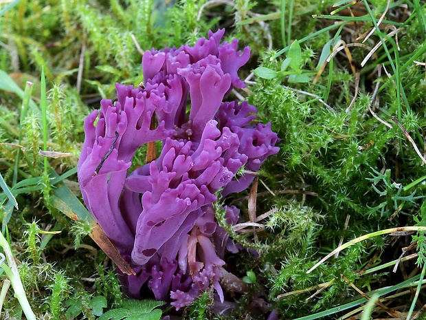 kyjačik Zollingerov Clavaria zollingeri Lév.