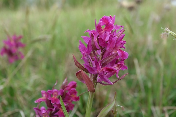 vstavačovec bazový Dactylorhiza sambucina (L.) Soó