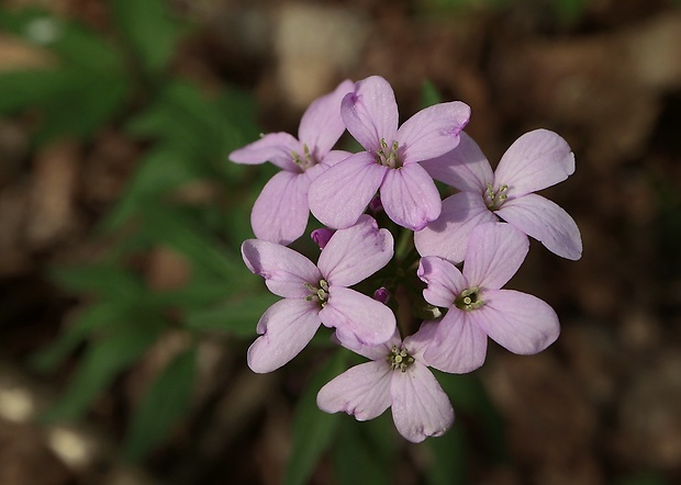 zubačka cibuľkonosná Dentaria bulbifera L.