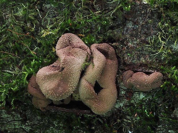 dutinovka otrubnatá Encoelia furfuracea (Roth) P. Karst.