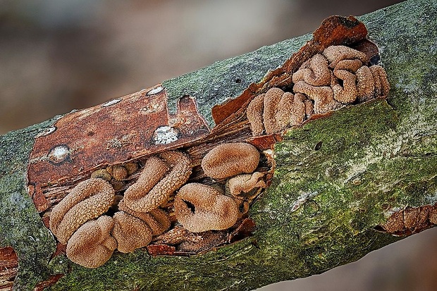 dutinovka otrubnatá Encoelia furfuracea (Roth) P. Karst.