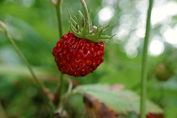 jahoda obyčajná Fragaria vesca L.