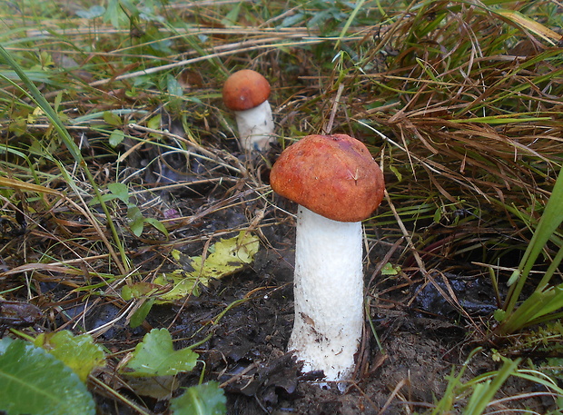 kozák osikový Leccinum albostipitatum den Bakker & Noordel.