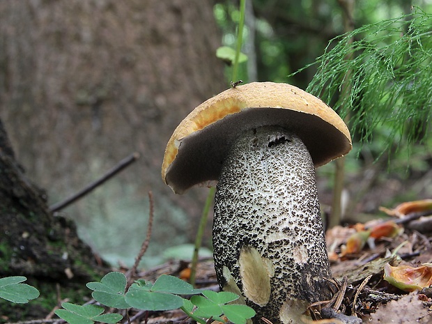 kozák žltooranžový Leccinum versipelle (Fr. & Hök) Snell