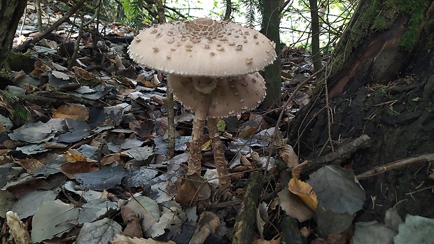 bedľa vysoká Macrolepiota procera (Scop.) Singer