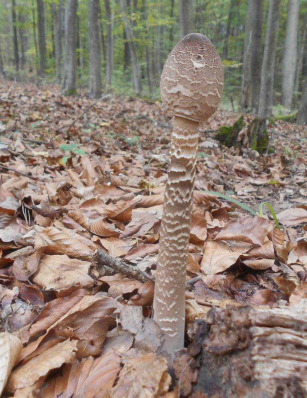 bedľa vysoká Macrolepiota procera (Scop.) Singer