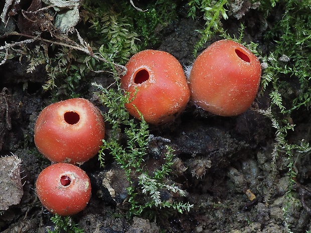 ohnivček zimný Microstoma protractum (Fr.) Kanouse