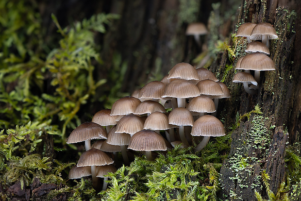 prilbička hnedosivá Mycena tintinnabulum (Paulet) Quél.